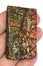 Load image into Gallery viewer, Ammolite Ammonite Gem Stone from Alberta 2.1 Inches
