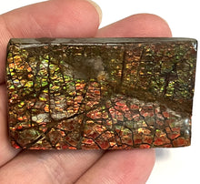 Load image into Gallery viewer, Ammolite Ammonite Gem Stone from Alberta 2.1 Inches
