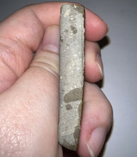 Load image into Gallery viewer, Ammolite Ammonite Gem Stone from Alberta 2.1 Inches
