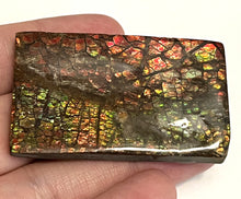 Load image into Gallery viewer, Ammolite Ammonite Gem Stone from Alberta 2.1 Inches
