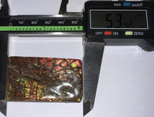 Load image into Gallery viewer, Ammolite Ammonite Gem Stone from Alberta 2.1 Inches
