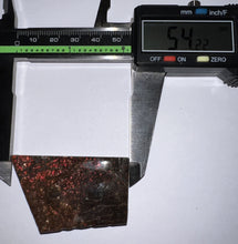 Load image into Gallery viewer, Ammolite Ammonite Gem Stone from Alberta 2.1 Inches
