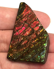 Load image into Gallery viewer, Ammolite Ammonite Gem Stone from Alberta 1.9 Inches
