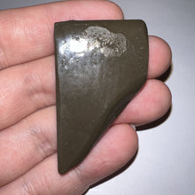 Load image into Gallery viewer, Ammolite Ammonite Gem Stone from Alberta 1.9 Inches
