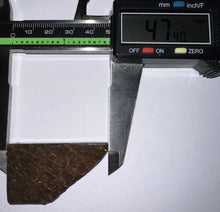 Load image into Gallery viewer, Ammolite Ammonite Gem Stone from Alberta 1.9 Inches
