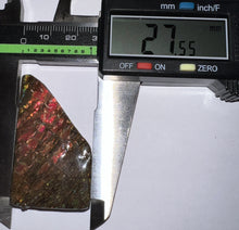 Load image into Gallery viewer, Ammolite Ammonite Gem Stone from Alberta 1.9 Inches
