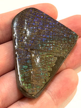 Load image into Gallery viewer, Ammolite Ammonite Gem Stone from Alberta 2 Inches
