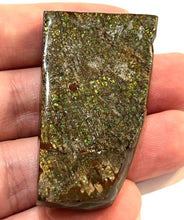 Load image into Gallery viewer, Ammolite Ammonite Gem Stone from Alberta 2 Inches
