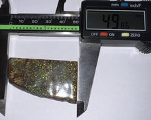 Load image into Gallery viewer, Ammolite Ammonite Gem Stone from Alberta 2 Inches
