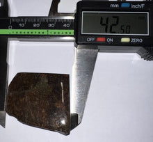 Load image into Gallery viewer, Ammolite Ammonite Gem Stone from Alberta 1.7 Inches
