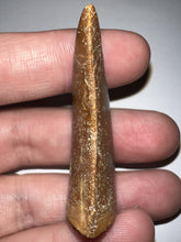 Load image into Gallery viewer, Carcharodontosaur Fossil Tooth 1.97 Inches Incredible Serrations
