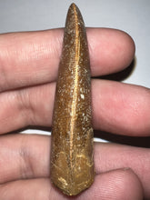 Load image into Gallery viewer, Carcharodontosaur Fossil Tooth 1.97 Inches Incredible Serrations
