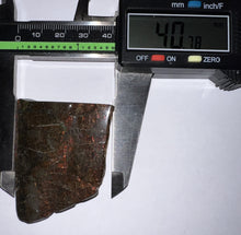 Load image into Gallery viewer, Ammolite Ammonite Gem Stone from Alberta 2.2 Inches
