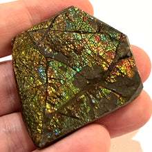 Load image into Gallery viewer, Ammolite Ammonite Gem Stone from Alberta 1.8 Inches
