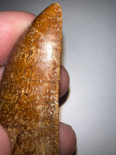 Load image into Gallery viewer, Carcharodontosaur Fossil Tooth 1.97 Inches Incredible Serrations
