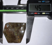 Load image into Gallery viewer, Ammolite Ammonite Gem Stone from Alberta 1.8 Inches

