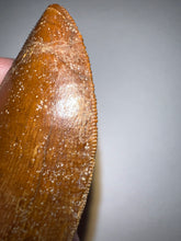 Load image into Gallery viewer, Carcharodontosaur Fossil Tooth 1.97 Inches Incredible Serrations
