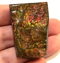 Load image into Gallery viewer, Ammolite Ammonite Gem Stone from Alberta 1.75 Inches

