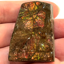 Load image into Gallery viewer, Ammolite Ammonite Gem Stone from Alberta 1.75 Inches
