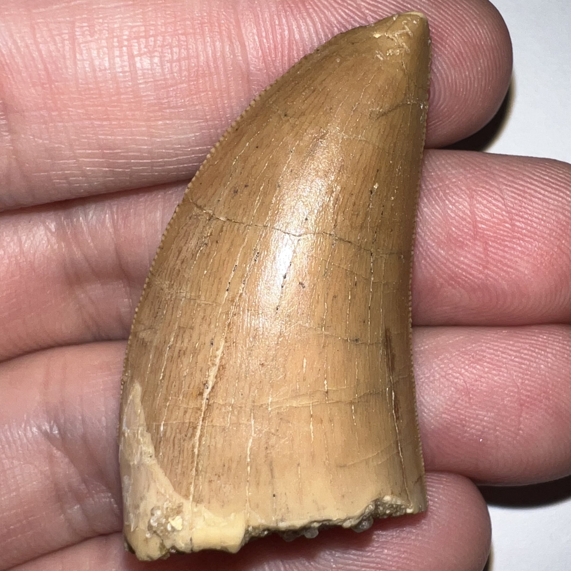 Carcharodontosaur Fossil Tooth 1.86 Inches Incredible Serrations