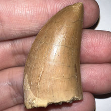 Load image into Gallery viewer, Carcharodontosaur Fossil Tooth 1.86 Inches Incredible Serrations
