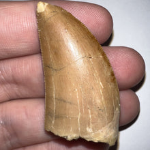 Load image into Gallery viewer, Carcharodontosaur Fossil Tooth 1.86 Inches Incredible Serrations
