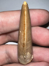 Load image into Gallery viewer, Carcharodontosaur Fossil Tooth 1.86 Inches Incredible Serrations
