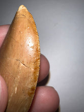 Load image into Gallery viewer, Carcharodontosaur Fossil Tooth 1.86 Inches Incredible Serrations
