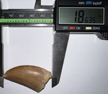 Load image into Gallery viewer, Carcharodontosaur Fossil Tooth 1.86 Inches Incredible Serrations
