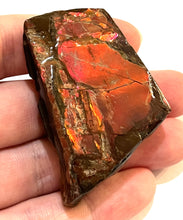 Load image into Gallery viewer, Ammolite Ammonite Gem Stone from Alberta 2.25 Inches
