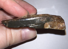 Load image into Gallery viewer, Ammolite Ammonite Gem Stone from Alberta 2.25 Inches
