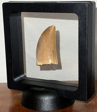 Load image into Gallery viewer, Carcharodontosaur Fossil Tooth 1.86 Inches Incredible Serrations
