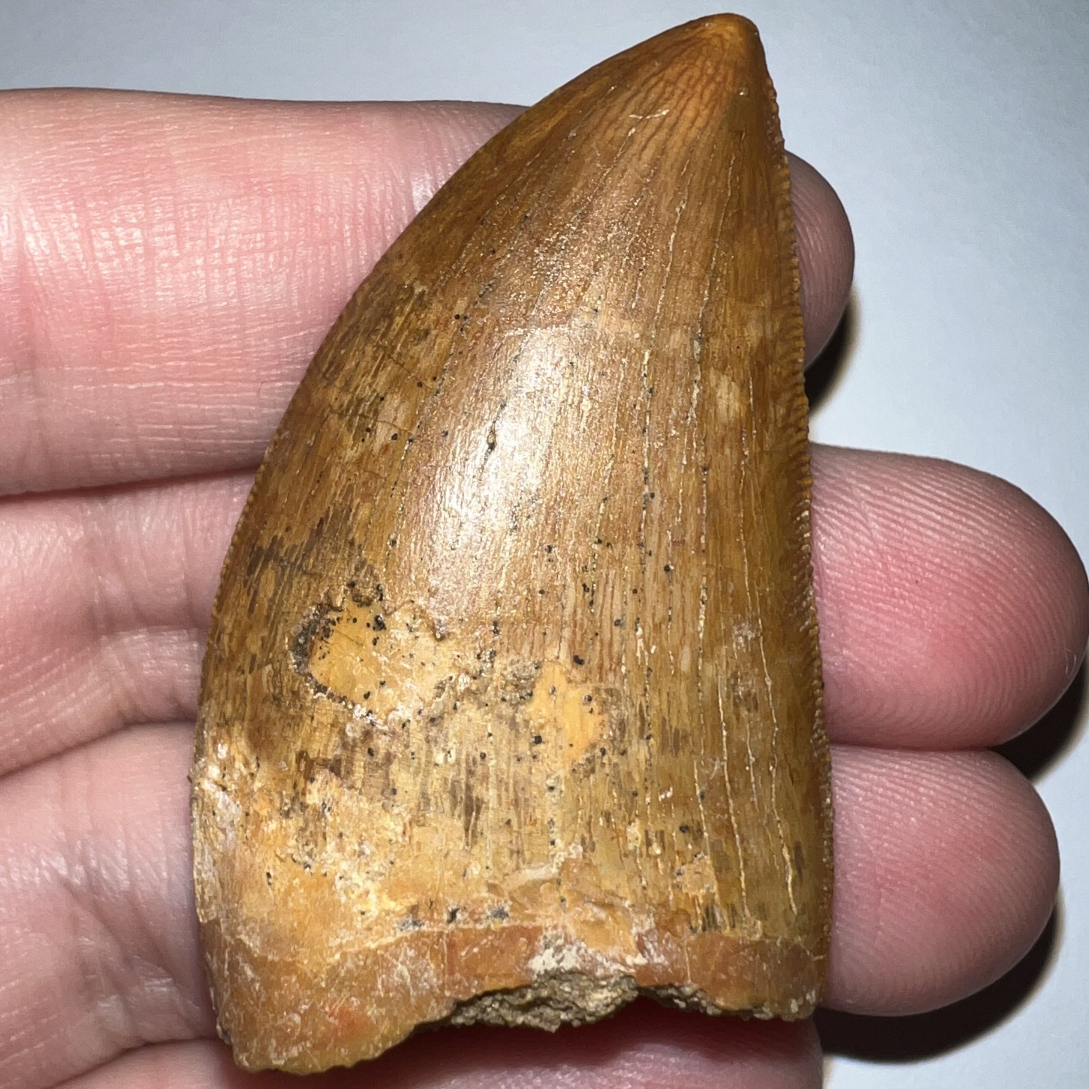 Carcharodontosaur Fossil Tooth 1.94 Inches No Repair