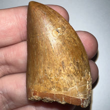 Load image into Gallery viewer, Carcharodontosaur Fossil Tooth 1.94 Inches No Repair
