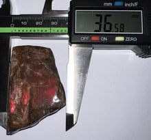 Load image into Gallery viewer, Ammolite Ammonite Gem Stone from Alberta 2.25 Inches
