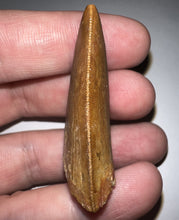 Load image into Gallery viewer, Carcharodontosaur Fossil Tooth 1.94 Inches No Repair
