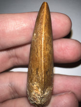 Load image into Gallery viewer, Carcharodontosaur Fossil Tooth 1.94 Inches No Repair
