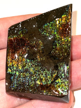 Load image into Gallery viewer, Ammolite Ammonite Gem Stone from Alberta 2.4 Inches
