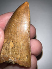 Load image into Gallery viewer, Carcharodontosaur Fossil Tooth 1.94 Inches No Repair
