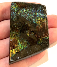 Load image into Gallery viewer, Ammolite Ammonite Gem Stone from Alberta 2.4 Inches
