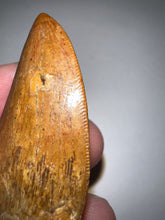 Load image into Gallery viewer, Carcharodontosaur Fossil Tooth 1.94 Inches No Repair
