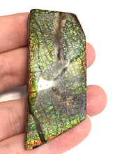 Load image into Gallery viewer, Ammolite Ammonite Gem Stone from Alberta 2.65 Inches
