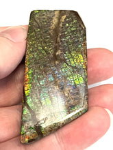 Load image into Gallery viewer, Ammolite Ammonite Gem Stone from Alberta 2.65 Inches
