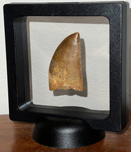 Load image into Gallery viewer, Carcharodontosaur Fossil Tooth 1.94 Inches No Repair
