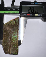 Load image into Gallery viewer, Ammolite Ammonite Gem Stone from Alberta 2.65 Inches
