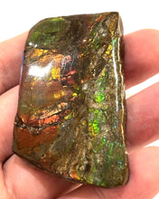 Load image into Gallery viewer, Ammolite Ammonite Gem Stone from Alberta 2.5 Inches
