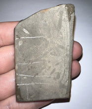 Load image into Gallery viewer, Ammolite Ammonite Gem Stone from Alberta 2.5 Inches
