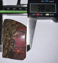 Load image into Gallery viewer, Ammolite Ammonite Gem Stone from Alberta 2.5 Inches
