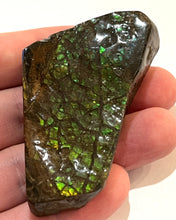 Load image into Gallery viewer, Ammolite Ammonite Gem Stone from Alberta 2.3 Inches
