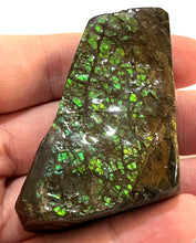 Load image into Gallery viewer, Ammolite Ammonite Gem Stone from Alberta 2.3 Inches

